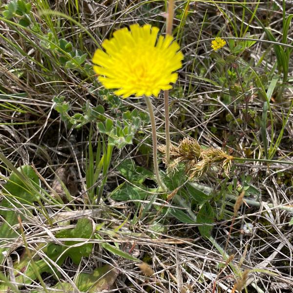 <h3>Pilosella officinarum / Mouse‑ear hawkweed / Muizenoor</h3>